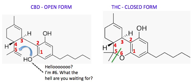 CBD and THC: The Only Difference is One Chemical Bond | American